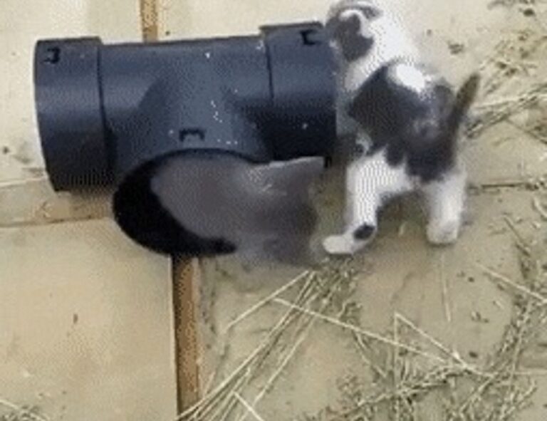 how to cure cotaldihydo disease