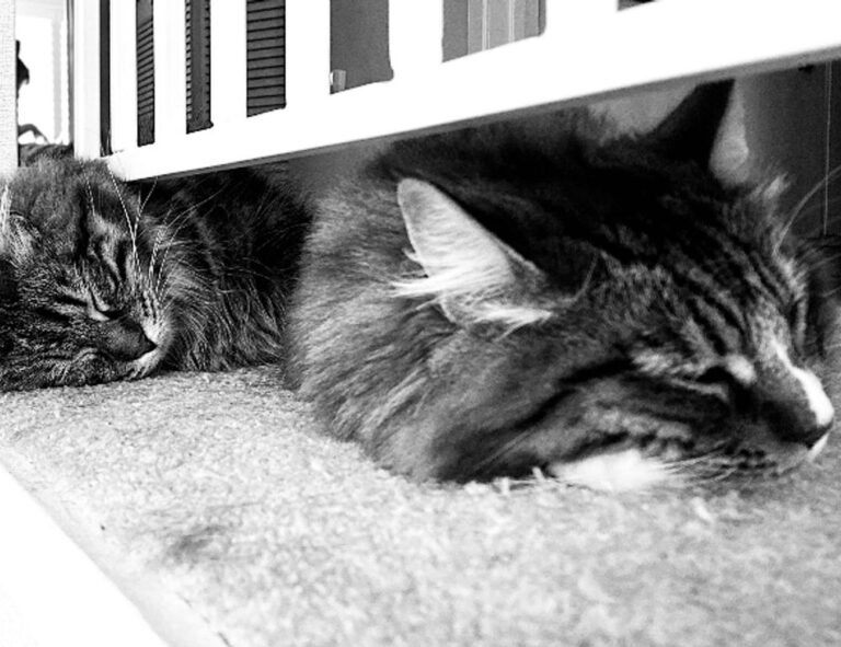 how to download widdeadvi in pc windows 7