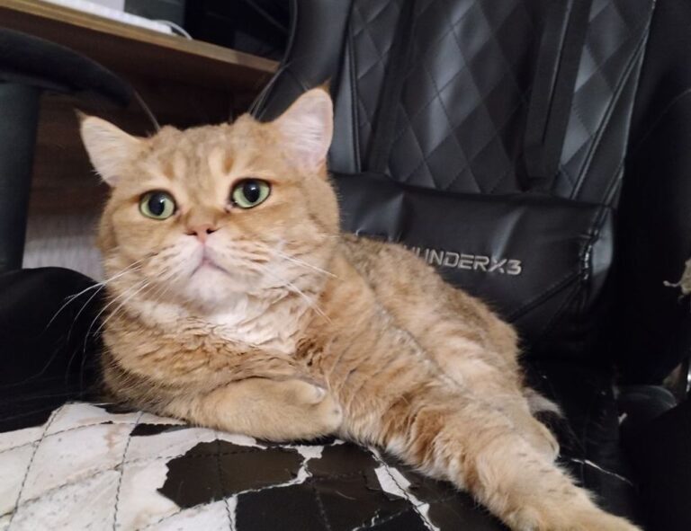 why can't i remove warepad0.2 from my pc