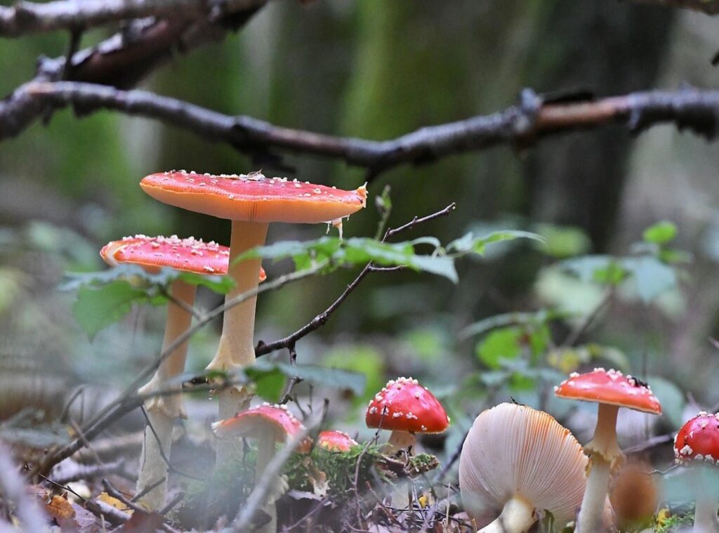 epidemia cachureos gif