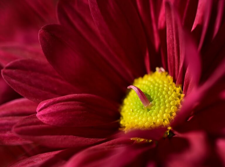 lassana photo wallpaper