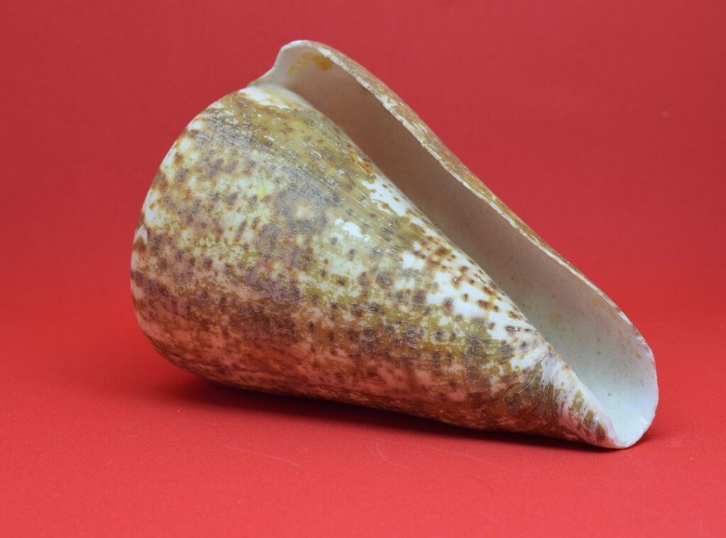 mandibula rota canserbero