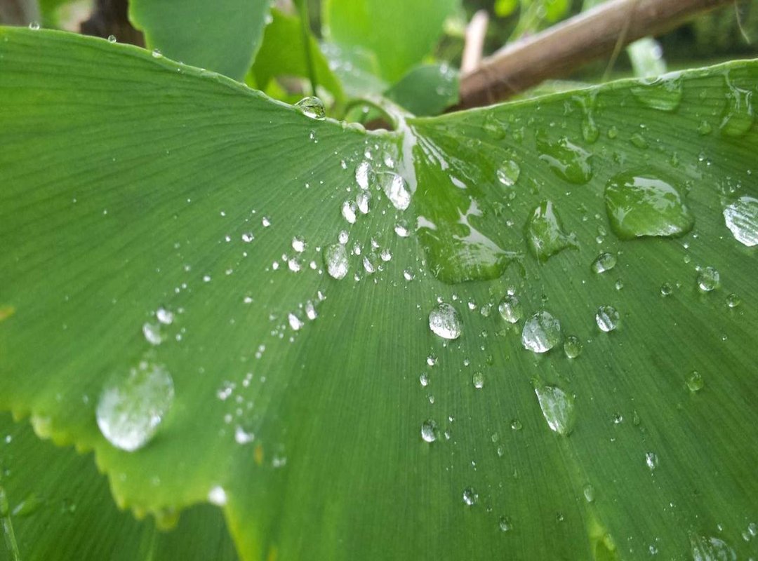 Crafted vs. Classic: A Side-by-Side Comparison